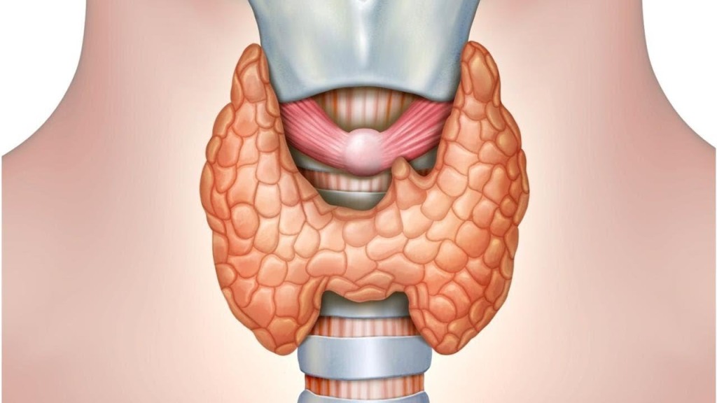 Нормализиране на функцията на щитовидната жлеза